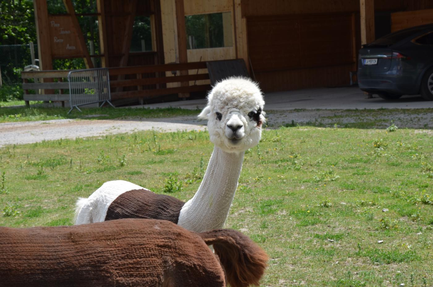Alpaka