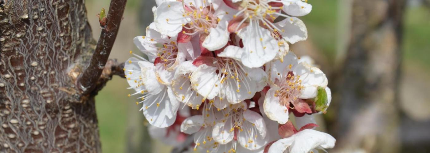 Blüte